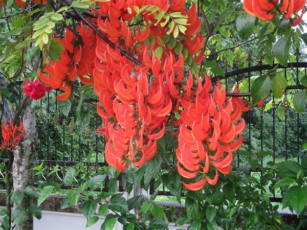 พวงโกเมน | ไม้ดอกออนไลน์ - บางใหญ่ นนทบุรี