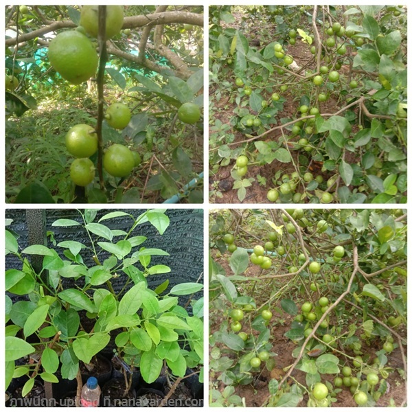 ต้นพันธุ์มะนาวแป้นสุขประเสริฐ | มินิ ออร์แกร์นัท ฟาร์ม - กบินทร์บุรี ปราจีนบุรี