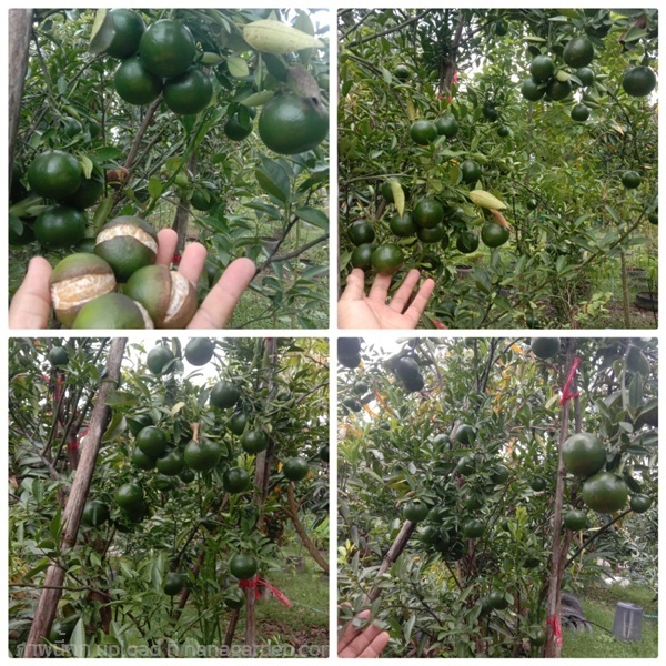 ต้นพันธุ์สายน้ำผึ้ง | มินิ ออร์แกร์นัท ฟาร์ม - กบินทร์บุรี ปราจีนบุรี