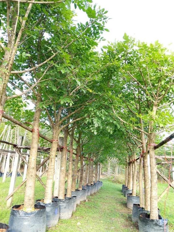 เเคนา | อาภิญญาลักษณ์ - หนองจอก กรุงเทพมหานคร