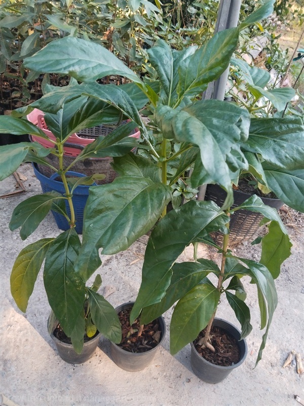 ยอ ยอบ้าน ขายต้นกล้า/ขายเมล็ดพันธุ์ | เมล็ดพันธุ์ดี เกษตรวิถีไทย - เมืองระยอง ระยอง