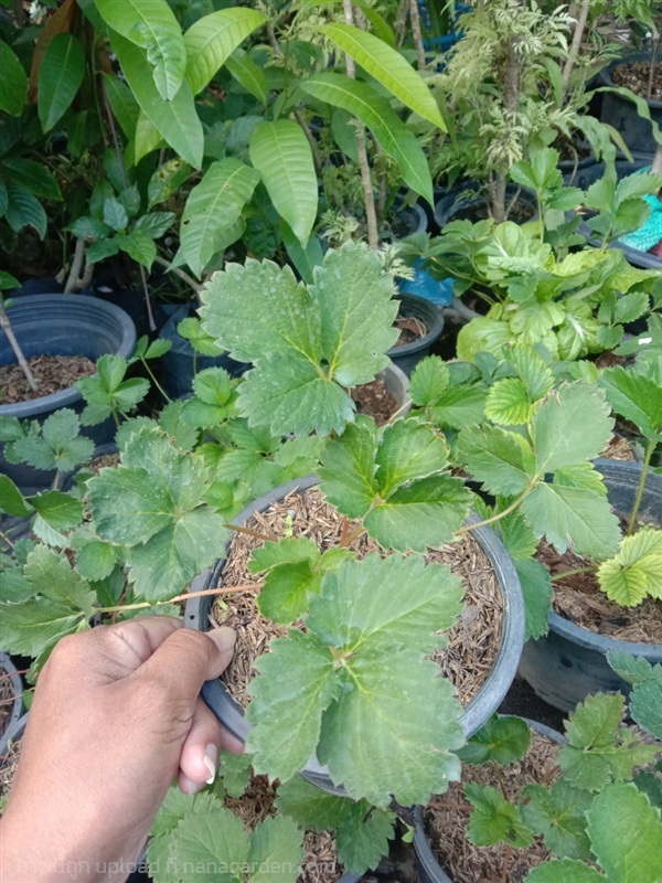 ต้นสตรอเบอรี่ สตรอเบอรี่ สตรอเบอรี่หวาน | สวนยายเกด - พระนครศรีอยุธยา พระนครศรีอยุธยา