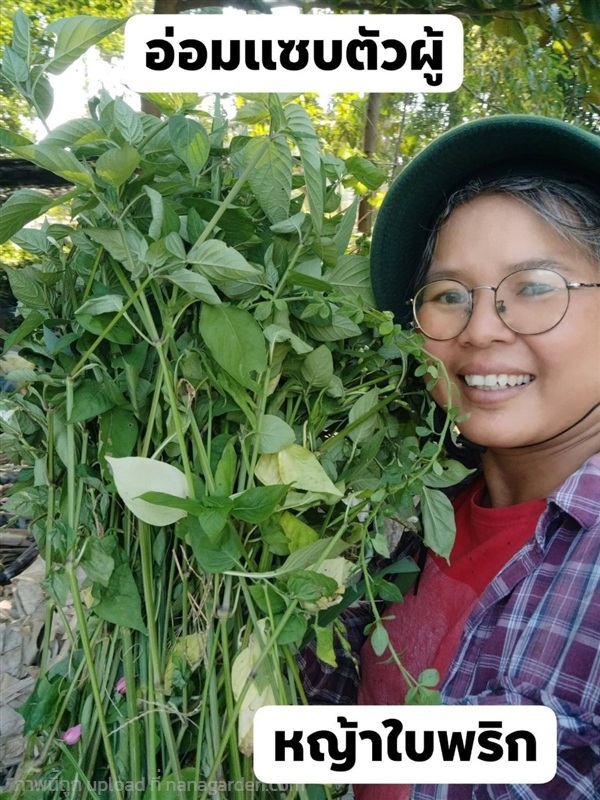 อ่อมแซบตัวผู้ หญ้าใบพริก บาหยา ขายต้นสดสำหรับทำยา | เมล็ดพันธุ์ดี เกษตรวิถีไทย - เมืองระยอง ระยอง