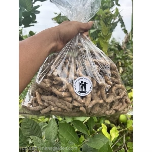 ว่านม้าเหลือง ม้าฮ่อ หรือห้าร้อยนาง ว่านนางพญาห้า | สวน นายกระจอก - เขาค้อ เพชรบูรณ์