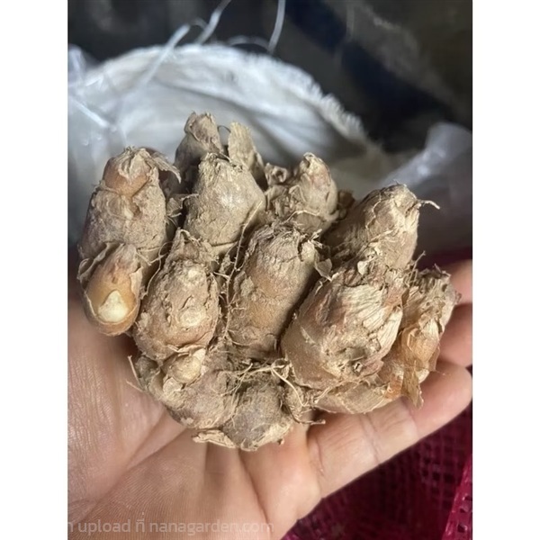 ว่านเปราะหอม ว่านหอม หอมเปราะ ว่านแผ่นดินเย็น | สวน นายกระจอก - เขาค้อ เพชรบูรณ์