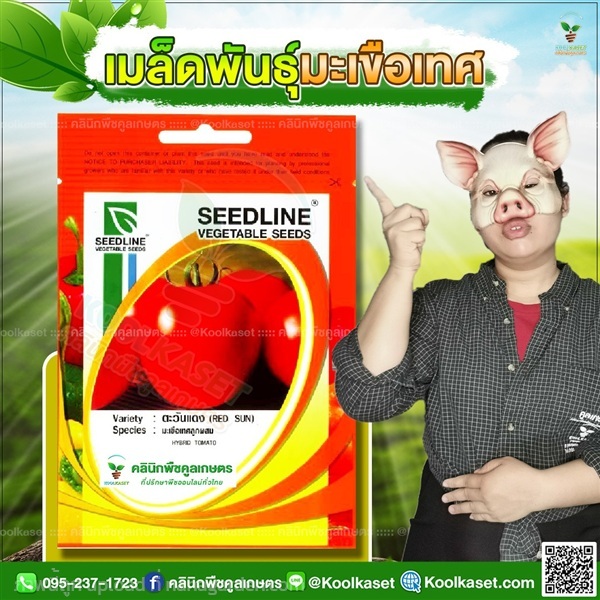 พันธุ์ผัก มะเขือเทศ ตะวันแดง ซีดไลน์ คูลเกษตร | คลินิกพืชคูลเกษตร - ชุมตาบง นครสวรรค์