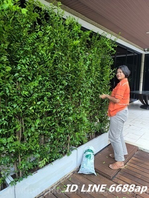  จำหน่ายโมกพวง โมกซ้อน ปลูกเป็นแนวรั้วจัดส่งถึงสถานที่ใน กทม | บ้านต้นโมก - เมืองปราจีนบุรี ปราจีนบุรี