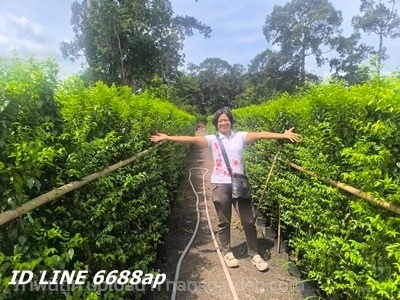 ขายโมกทุกความสูงปลูกเป็นแนวกำแพงรั้วบ้านบริการส่ง | บ้านต้นโมก - เมืองปราจีนบุรี ปราจีนบุรี