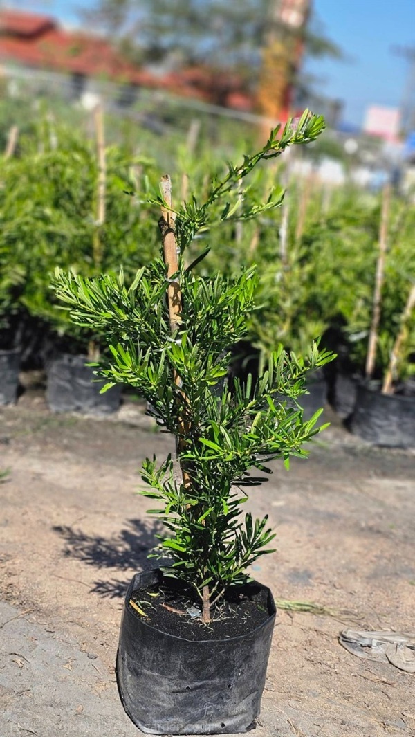 สนใบพาย | สวนลุงไหว - องครักษ์ นครนายก