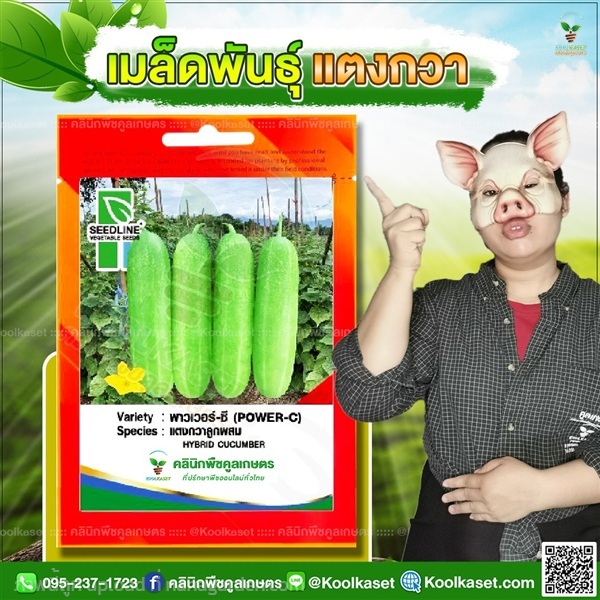 พันธุ์ผัก แตงกวา พาวเวอร์-ซี ซีดไลน์ โตไว คูลเกษตร | คลินิกพืชคูลเกษตร - ชุมตาบง นครสวรรค์