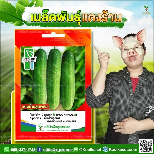 พันธุ์ผัก แตงร้าน พูลผล 8 ซีดไลน์ ทรงสวย คูลเกษตร | คลินิกพืชคูลเกษตร - ชุมตาบง นครสวรรค์