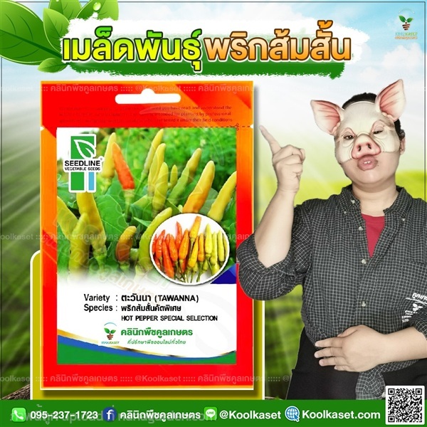 พันธุ์ผัก พริกส้มสั้น ตะวันนา ซีดไลน์ คูลเกษตร | คลินิกพืชคูลเกษตร - ชุมตาบง นครสวรรค์