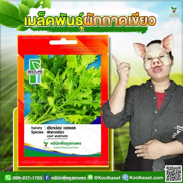 พันธุ์ผัก ผักกาด เขียวน้อย เอสแอล ซีดไลน์ | คลินิกพืชคูลเกษตร - ชุมตาบง นครสวรรค์