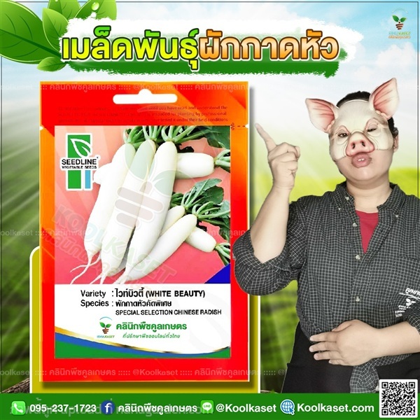 พันธุ์ผัก ผักกาดหัว ไวท์บิวตี้ ซีดไลน์ คูลเกษตร  | คลินิกพืชคูลเกษตร - ชุมตาบง นครสวรรค์