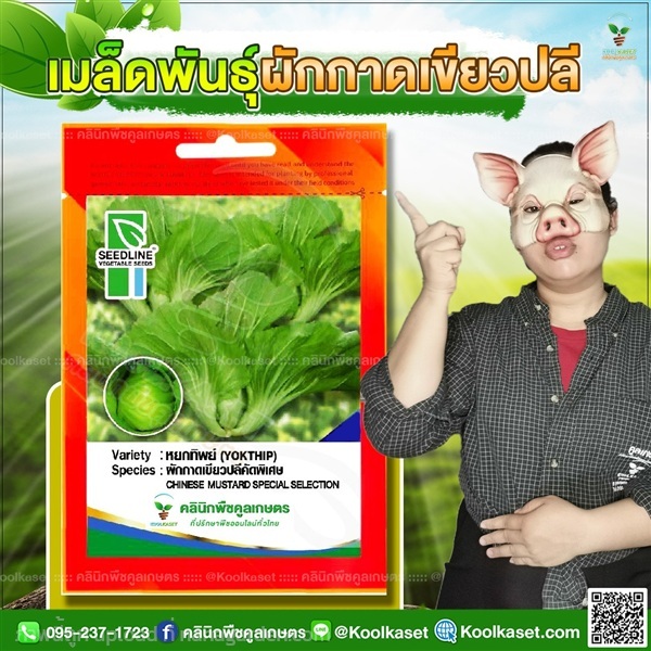 พันธุ์ผัก ผักกาด เขียวปลี หยกทิพย์ ซีดไลน์  | คลินิกพืชคูลเกษตร - ชุมตาบง นครสวรรค์