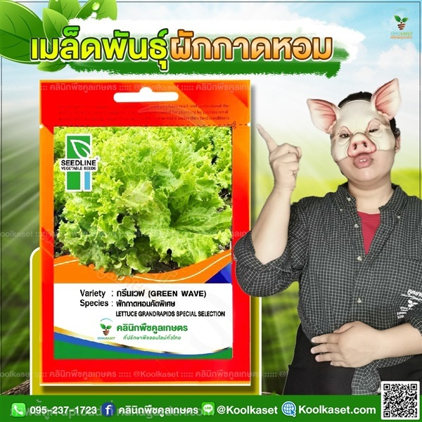 พันธุ์ผัก กาดหอม กรีนเวฟ ซีดไลน์ คูลเกษตร | คลินิกพืชคูลเกษตร - ชุมตาบง นครสวรรค์