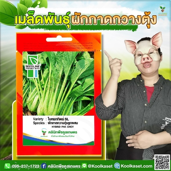 พันธุ์ผัก กาดกวางตุ้ง ใบหยกทิพย์ ซีดไลน์ | คลินิกพืชคูลเกษตร - ชุมตาบง นครสวรรค์