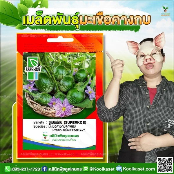 พันธุ์ผัก มะเขือคางกบ ซูเปอร์กบ ซีดไลน์ คูลเกษตร | คลินิกพืชคูลเกษตร - ชุมตาบง นครสวรรค์