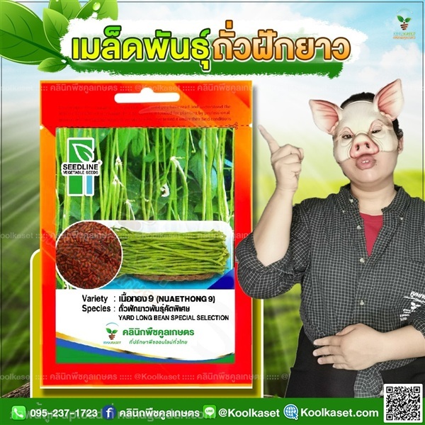 พันธุ์ผัก ถั่วฝักยาว เนื้อทอง 9 ซีดไลน์ คูลเกษตร | คลินิกพืชคูลเกษตร - ชุมตาบง นครสวรรค์