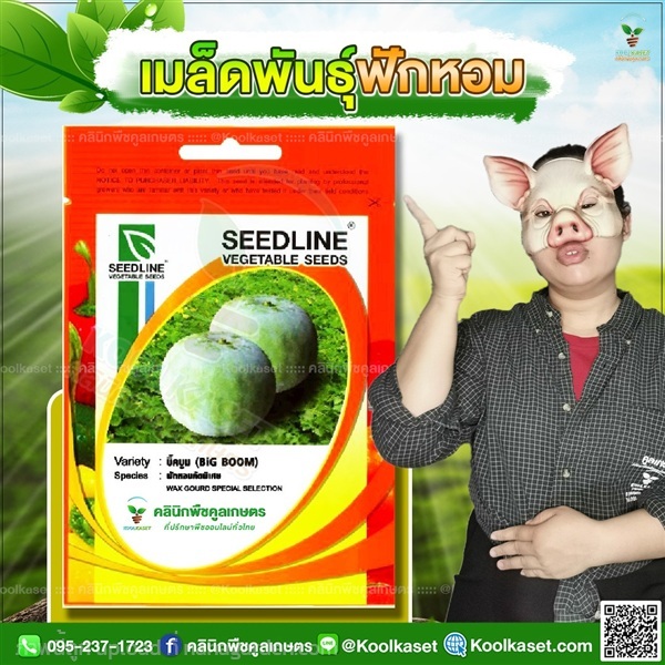 พันธุ์ผัก ฟักหอม บิ๊กบูม ซีดไลน์ เนื้อหนา คูลเกษตร | คลินิกพืชคูลเกษตร - ชุมตาบง นครสวรรค์