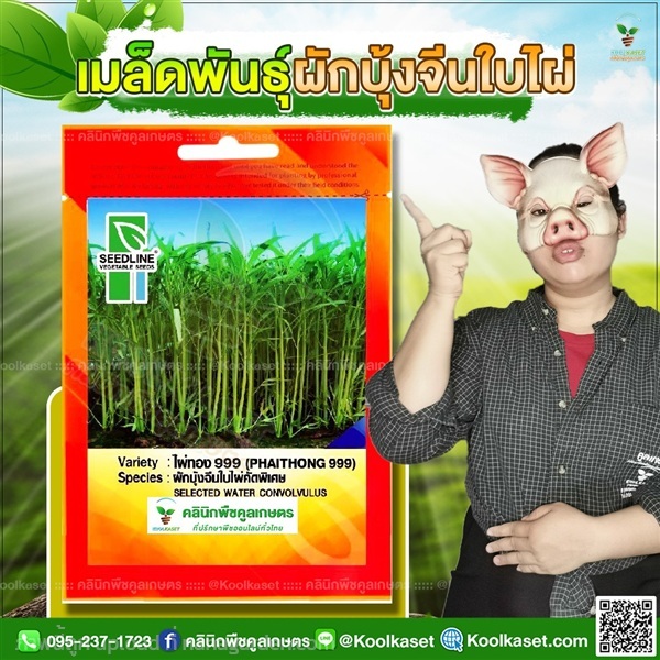 พันธุ์ผักบุ้งจีนใบไผ่ ไผ่ทอง 999 ซีดไลน์ คูลเกษตร | คลินิกพืชคูลเกษตร - ชุมตาบง นครสวรรค์