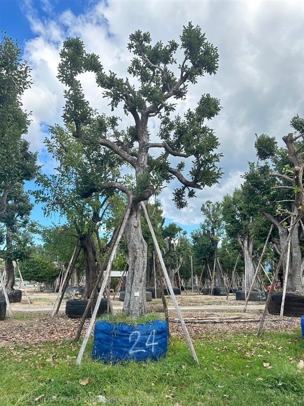 ต้นพูนทรัพย์ | Natthakun Garden - แก่งคอย สระบุรี