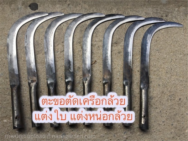 ตะขอตัดเครือกล้วย  | PlantarLAB - เมืองนครนายก นครนายก