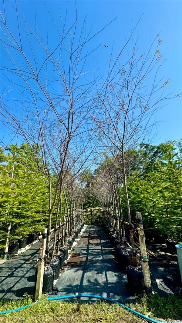 ต้นนางพญาเสือโคร่ง  | สวน ค้อคอยคุณ - เขาค้อ เพชรบูรณ์