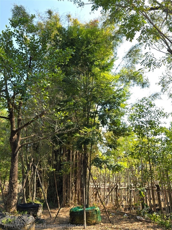 ต้นล่ำซำ | สวนต้นอ้อ พันธุ์ไม้ - แก่งคอย สระบุรี