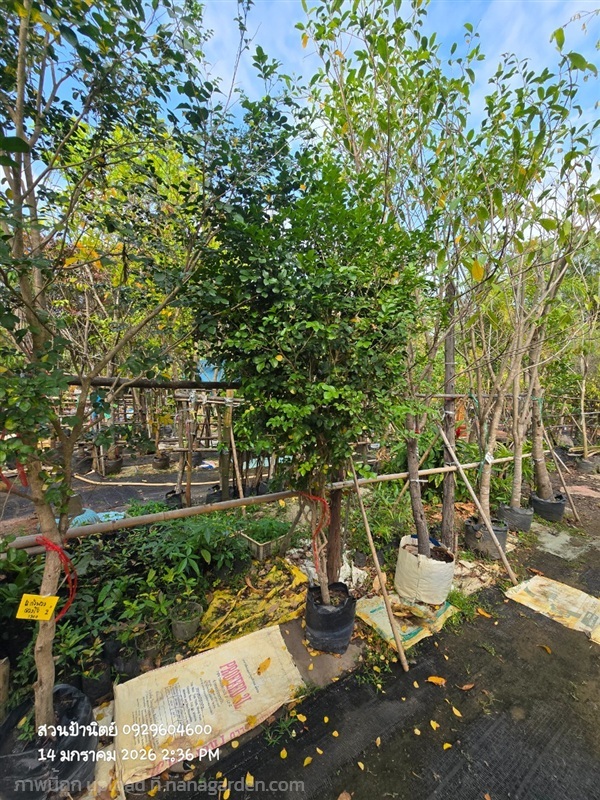 แก้วพวงดวงใจ2" | สวนป้านิตย์ ปราจีนบุรี - เมืองปราจีนบุรี ปราจีนบุรี