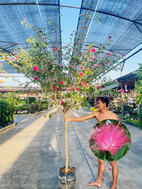 ต้นพู่จอมพล | เดือนพันธุ์ไม้มงคล - บางใหญ่ นนทบุรี