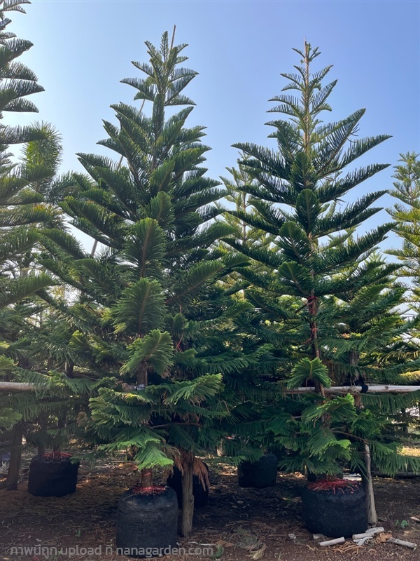 ต้นสนฉัตรฮาวาย | ณัฐพลพันธุ์ไม้ -  ปราจีนบุรี