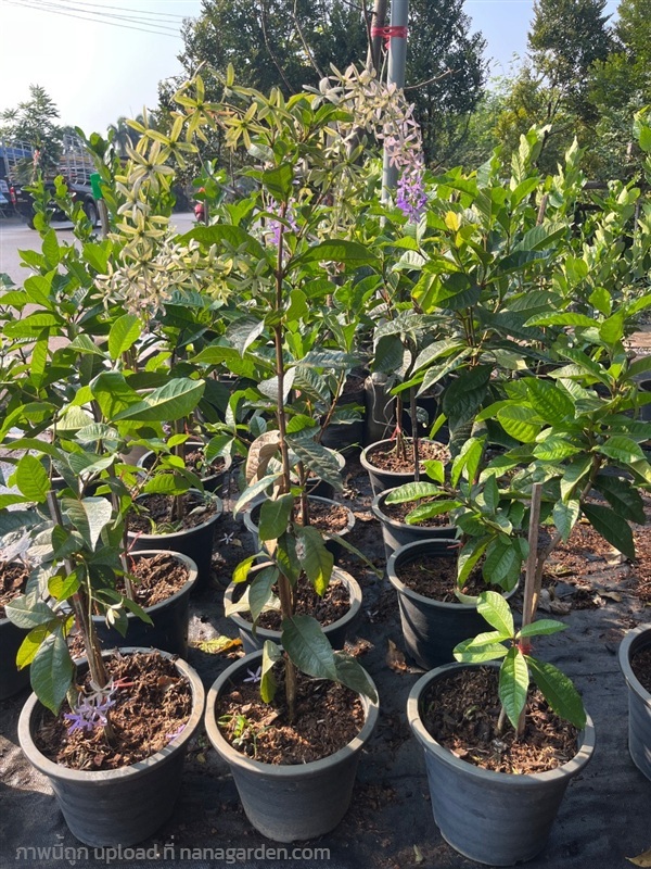 ต้นพวงคราม | ณัฐพลพันธุ์ไม้ -  ปราจีนบุรี