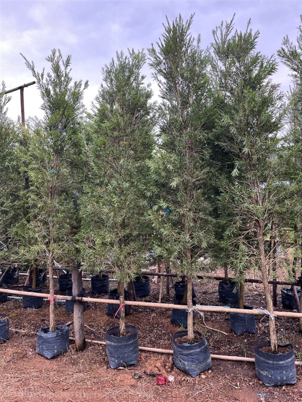 ต้นแปรงล้างขวด | ณัฐพลพันธุ์ไม้ -  ปราจีนบุรี