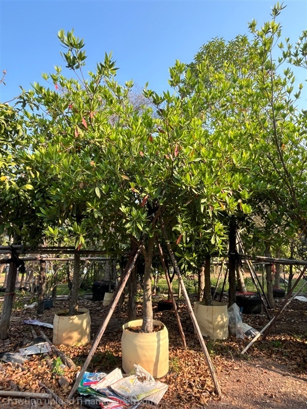 ต้นไคร้ย้อย (กระดิ่งนางฟ้า) | สุนิธิพันธ์ไม้ -  ปราจีนบุรี