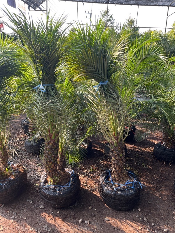 ต้นสิบสองปันนา | สุนิธิพันธ์ไม้ -  ปราจีนบุรี