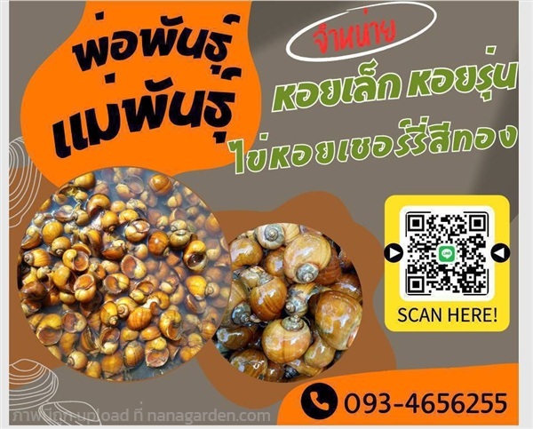 หอยเชอรี่สีทอง | สุขอนันต์พันธ์ุไม้ - วังน้ำเย็น สระแก้ว