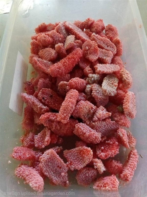 ไข่หอยเชอรี่สีทอง | สุขอนันต์พันธ์ุไม้ - วังน้ำเย็น สระแก้ว