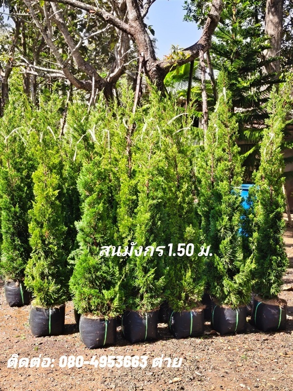 สนมังกรขนาด 1.5 เมตร | สวนแสนปัญญา1 - แม่ออน เชียงใหม่