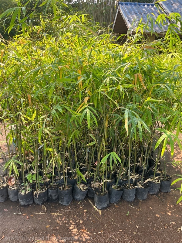 ไผ่ตง | ณัฐพลพันธุ์ไม้ -  ปราจีนบุรี