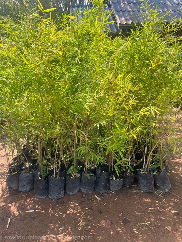 ไผ่เลี้ยง | ณัฐพลพันธุ์ไม้ -  ปราจีนบุรี