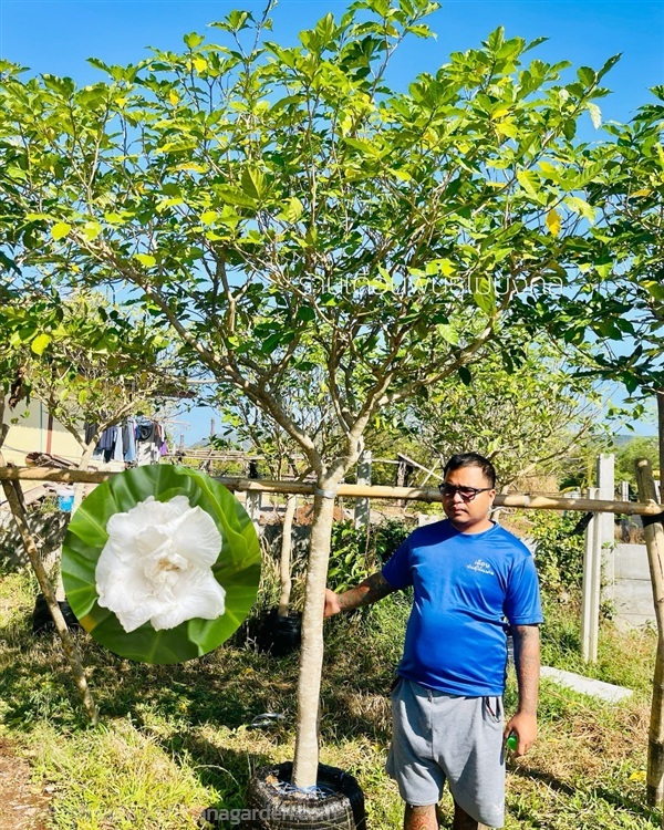 ต้นพุดกุหลาบ | เดือนพันธุ์ไม้มงคล - บางใหญ่ นนทบุรี