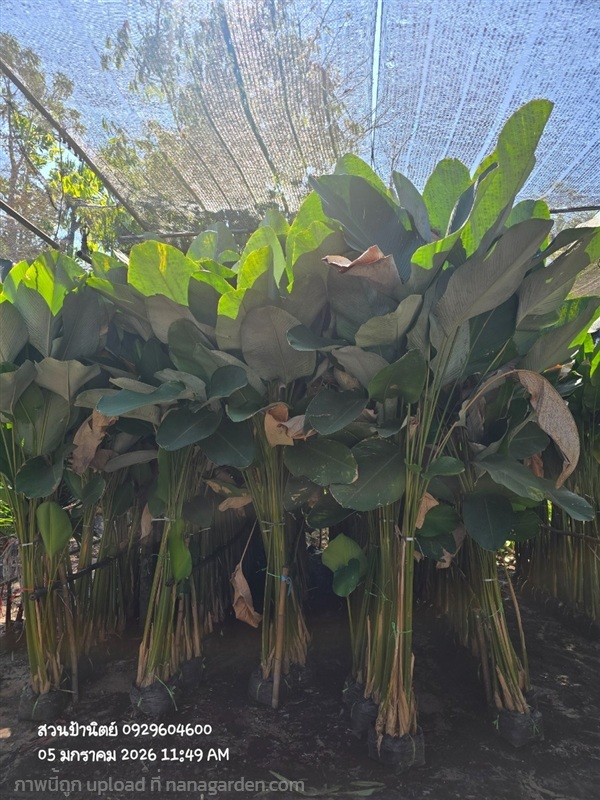 ซิก้า1.5-2.5ม. | สวนป้านิตย์ ปราจีนบุรี - เมืองปราจีนบุรี ปราจีนบุรี