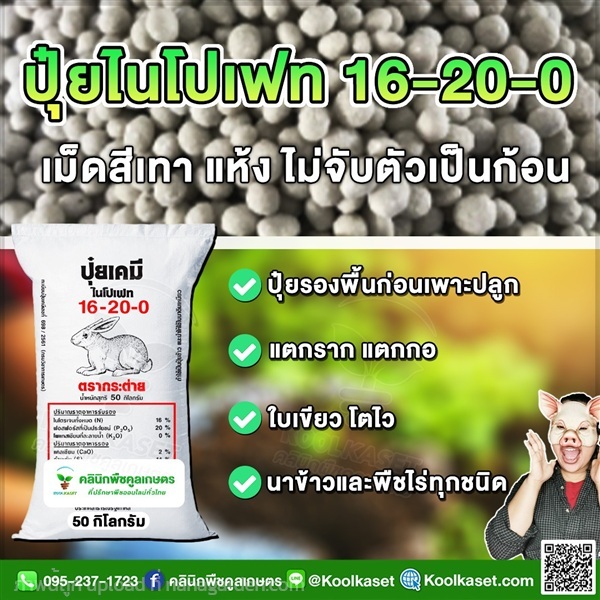 ปุ๋ยเม็ด 16-20-0 ปุ๋ยรองพื้น ตรากระต่าย คูลเกษตร | คลินิกพืชคูลเกษตร - ชุมตาบง นครสวรรค์