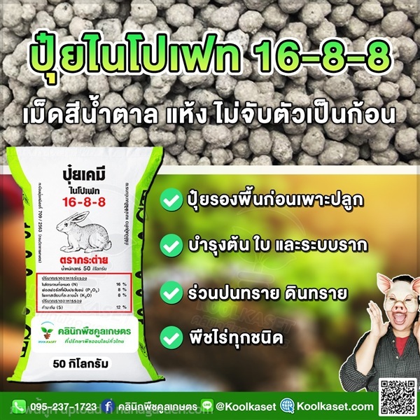 ปุ๋ยรองพื้น 16-8-8 ตรากระต่าย เต็มสูตร คูลเกษตร  | คลินิกพืชคูลเกษตร - ชุมตาบง นครสวรรค์