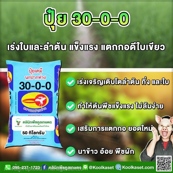 ปุ๋ยสูตร 30-0-0 ตรานกปากห่าง แตกยอดดี คูลเกษตร | คลินิกพืชคูลเกษตร - ชุมตาบง นครสวรรค์