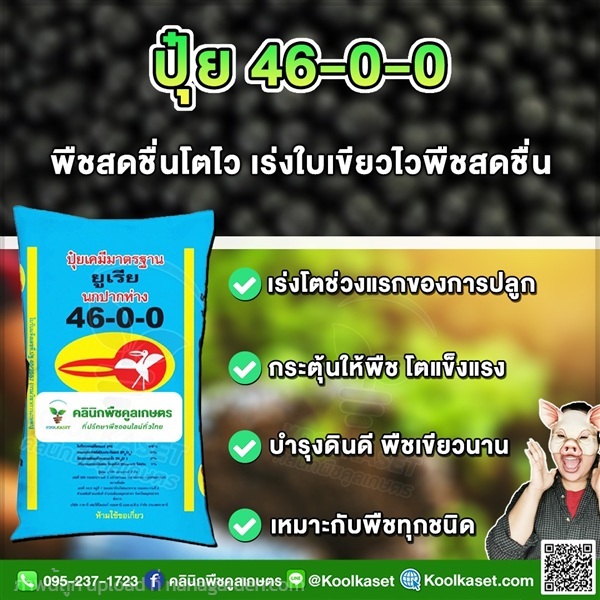 ปุ๋ยสูตร 46-0-0 ตรานกปากห่าง ฟื้นฟูดิน คูลเกษตร | คลินิกพืชคูลเกษตร - ชุมตาบง นครสวรรค์