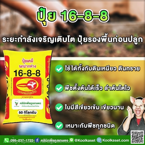 ปุ๋ยสูตร 16-8-8 ตรานกปากห่าง ใบเขียวเข้ม คูลเกษตร | คลินิกพืชคูลเกษตร - ชุมตาบง นครสวรรค์