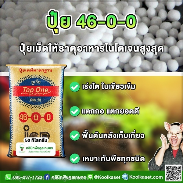 ปุ๋ยสูตร 46-0-0 ตราท็อปวัน เร่งต้น คูลเกษตร | คลินิกพืชคูลเกษตร - ชุมตาบง นครสวรรค์