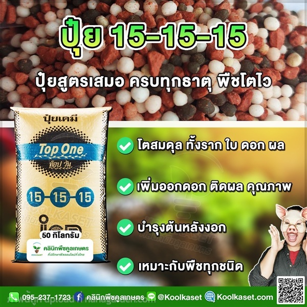 ปุ๋ยสูตร 15-15-15 ตราท็อปวัน เร่งโต ลำต้น คูลเกษตร | คลินิกพืชคูลเกษตร - ชุมตาบง นครสวรรค์